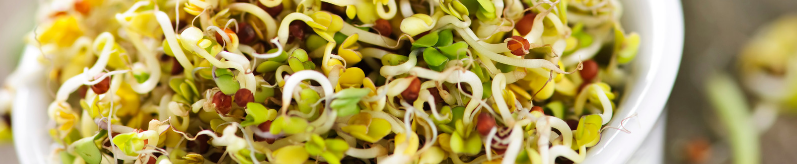 LECTINS - sprouting